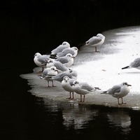 Buy canvas prints of Gulls by Victor Burnside
