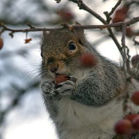Buy canvas prints of Squirrel by Victor Burnside