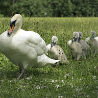 Buy canvas prints of Swan and Cygnets by Victor Burnside