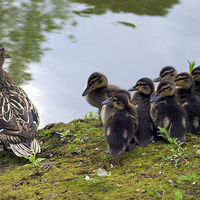 Buy canvas prints of Mallard Chicks and Mother by Victor Burnside