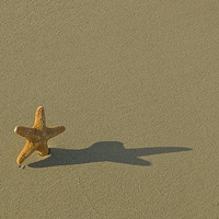 Buy canvas prints of Starfish by Victor Burnside