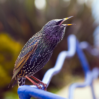 Buy canvas prints of Starling by Victor Burnside