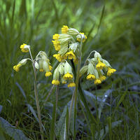 Buy canvas prints of Cowslips by Victor Burnside