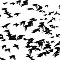 Buy canvas prints of Starlings by Victor Burnside