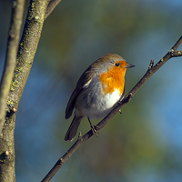 Buy canvas prints of Robin by Victor Burnside