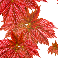 Buy canvas prints of Red leaves by Victor Burnside