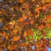 Buy canvas prints of Copper Beech by Victor Burnside