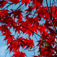 Buy canvas prints of Maple by Victor Burnside