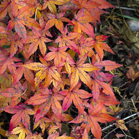 Buy canvas prints of Maple by Victor Burnside