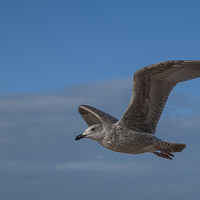 Buy canvas prints of Gull by Victor Burnside