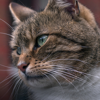 Buy canvas prints of Cat by Victor Burnside