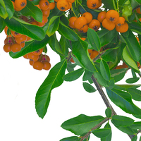 Buy canvas prints of Pyracantha by Victor Burnside