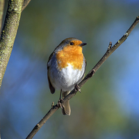 Buy canvas prints of Robin by Victor Burnside