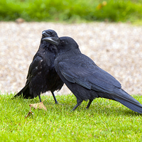 Buy canvas prints of Crows by Victor Burnside