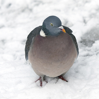 Buy canvas prints of Pigeon by Victor Burnside