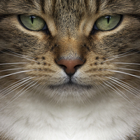 Buy canvas prints of Cat by Victor Burnside