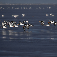 Buy canvas prints of Oyster Catchers by Victor Burnside