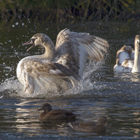 Buy canvas prints of Swans by Victor Burnside