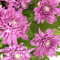 Buy canvas prints of Chrysanthemum by Victor Burnside