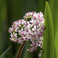Buy canvas prints of Marsh Valerian  Flower and Reed by Victor Burnside