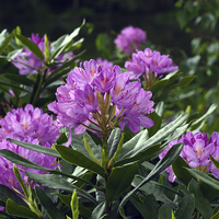 Buy canvas prints of Rhododendron by Victor Burnside