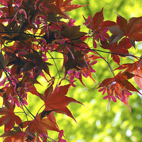 Buy canvas prints of Japanese Maple by Victor Burnside