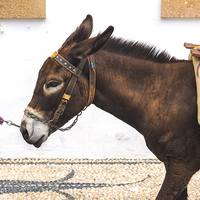 Buy canvas prints of Donkey by Victor Burnside
