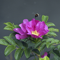 Buy canvas prints of Dog Rose by Victor Burnside