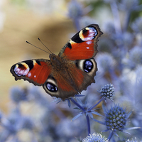 Buy canvas prints of Peacock butterfly by Victor Burnside