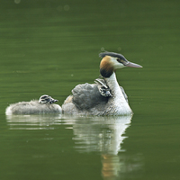 Buy canvas prints of Grebes by Victor Burnside