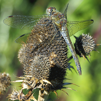 Buy canvas prints of Dragonfly by Victor Burnside