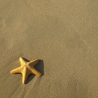 Buy canvas prints of Starfish by Victor Burnside