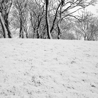 Buy canvas prints of Trees in Snow by Victor Burnside