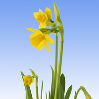 Buy canvas prints of Daffodils by Victor Burnside