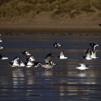 Buy canvas prints of Oyster Catchers by Victor Burnside