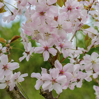 Buy canvas prints of Blossom by Victor Burnside
