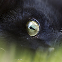 Buy canvas prints of Cats Eye by Victor Burnside