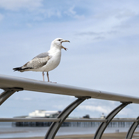 Buy canvas prints of North Pier Seagull by Victor Burnside