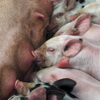 Buy canvas prints of Piglets by Victor Burnside