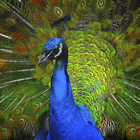 Buy canvas prints of Peacock by Victor Burnside