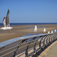 Buy canvas prints of Blackpool Gulls by Victor Burnside