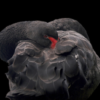Buy canvas prints of Black Swan by Victor Burnside