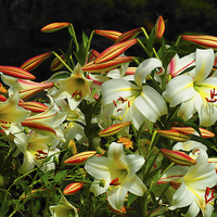 Buy canvas prints of Lilies by Victor Burnside