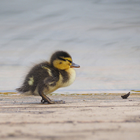 Buy canvas prints of Duckling by Victor Burnside