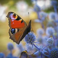 Buy canvas prints of Peacock butterfly by Victor Burnside