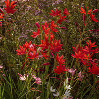 Buy canvas prints of Red Flowers by Victor Burnside