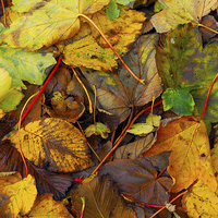 Buy canvas prints of Fallen leaves by Victor Burnside
