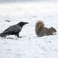 Buy canvas prints of Crow and Squirrel by Victor Burnside
