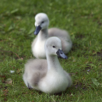 Buy canvas prints of Cygnets by Victor Burnside