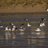 Buy canvas prints of Oystercatchers by Victor Burnside